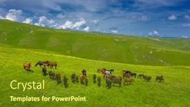  Presentation with horses - Presentation theme having aerial-view-of-herd background and a tawny brown colored foreground