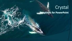  Presentation with whale - PPT theme featuring aerial-view-of-huge-humpback background and a ocean colored foreground
