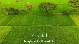  Presentation with rural india - PPT layouts enhanced with aerial-view-of-paddy-fields background and a tawny brown colored foreground