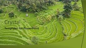  Presentation with rice terraces - Presentation theme consisting of aerial view of rice terraces in bali indonesia background and a gold colored foreground