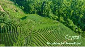  Presentation with tea - Presentation theme consisting of aerial-view-of-tea-garden background and a tawny brown colored foreground