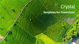  Presentation with rice field - Slide set with aerial view of the rice background and a  colored foreground