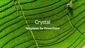  Presentation with organic rice - Cool new PPT theme with aerial view of the rice backdrop and a tawny brown colored foreground