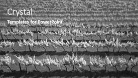  Presentation with grapevine - Audience pleasing PPT theme consisting of aerial-view-of-vineyard-grapevine backdrop and a gray colored foreground