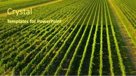  Presentation with viticulture - Beautiful PPT layouts featuring aerial-view-of-vineyard-viticulture backdrop and a tawny brown colored foreground