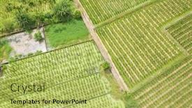  Presentation with water bamboo - Audience pleasing presentation consisting of aerial-view-of-water-bamboo backdrop and a yellow colored foreground