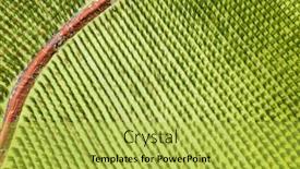  Presentation with water bamboo - Amazing presentation having aerial-view-of-water-bamboo backdrop and a yellow colored foreground