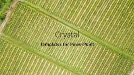  Presentation with water bamboo - Beautiful slides featuring aerial-view-of-water-bamboo backdrop and a yellow colored foreground