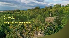  Presentation with chicks - Cool new PPT layouts with aerial-view-of-white-stork backdrop and a tawny brown colored foreground