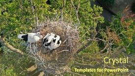  Presentation with chicks - Presentation design with aerial-view-of-white-stork background and a tawny brown colored foreground