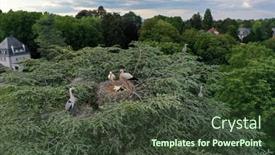 Presentation with aerial view of cape town - Colorful presentation theme enhanced with aerial-view-of-white-stork backdrop and a tawny brown colored foreground