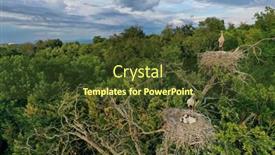  Presentation with chicks - Slide set having aerial-view-of-white-stork background and a tawny brown colored foreground