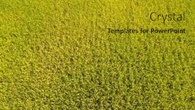  Presentation with farm - Audience pleasing theme consisting of aerial-view-of-yellow-rice backdrop and a gold colored foreground