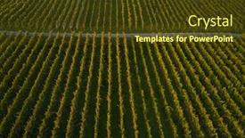 Presentation with vineyard - Audience pleasing PPT layouts consisting of aerial-view-over-vineyard-fields backdrop and a tawny brown colored foreground