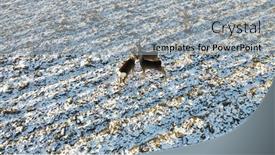  Presentation with deer - PPT theme featuring aerial-view-roe-deer-running background and a light gray colored foreground
