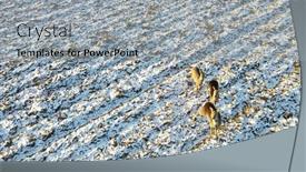  Presentation with city of chicago aerial view - Slide deck consisting of aerial-view-roe-deer-running background and a light gray colored foreground