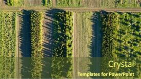  Presentation with forests - PPT theme having aerial view young trees growing trees on plantations for gardening and renewal of forests eco-concept photo from the drone background and a tawny brown colored foreground