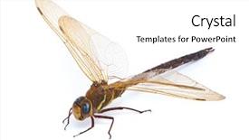  Presentation with dragonfly - Slides consisting of aeshna cyanea southern hawker dragonfly background and a white colored foreground