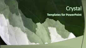  Presentation with movement - Cool new PPT theme with single spring crocus pokes through brown leaves april or may in pennsylvania crocus vernus of the family iridaceae backdrop and a tawny brown colored foreground