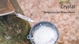  Presentation with rubber tree - PPT layouts having afforestation - milk of rubber tree flows background and a soft green colored foreground