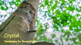  Presentation with rubber tree - Amazing PPT layouts having afforestation - milk of rubber tree flows backdrop and a tawny brown colored foreground
