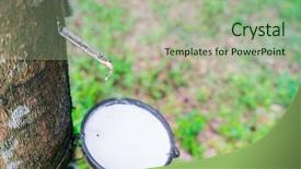  Presentation with rubber tree - Slide deck consisting of afforestation - milk of rubber tree flows background and a mint green colored foreground