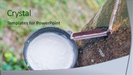  Presentation with rubber tree - Presentation featuring afforestation - milk of rubber tree flows background and a mint green colored foreground