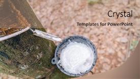  Presentation with rubber tree - Presentation theme having afforestation - milk of rubber tree flows background and a coral colored foreground