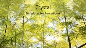  Presentation with autumn leaves - Beautiful presentation featuring afforestation - natural background of autumn leaves backdrop and a yellow colored foreground