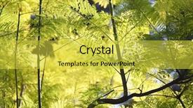  Presentation with autumn leaves - Presentation featuring afforestation - natural background of autumn leaves background and a yellow colored foreground