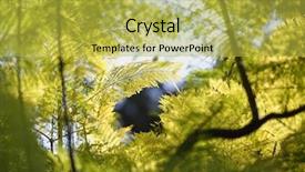  Presentation with autumn leaves - Amazing presentation having afforestation - natural background of autumn leaves backdrop and a yellow colored foreground