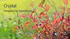  Presentation with stem - Beautiful PPT theme featuring afforestation - stem the growth backdrop and a yellow colored foreground