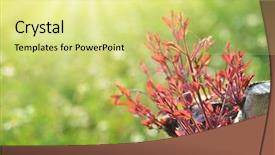  Presentation with stem - Colorful theme enhanced with afforestation - stem the growth backdrop and a blonde colored foreground