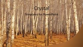  Presentation with autumn view autumn nature - Amazing theme having cubes block assembling concept teamwork business on white background 3d render icon backdrop and a sky blue colored foreground