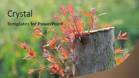  Presentation with old young - PPT theme having afforestation - young shoot on an old background and a mint green colored foreground