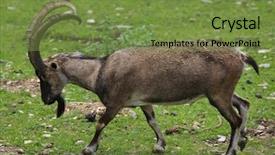  Presentation with afghanistan - Theme consisting of afghanistan - bezoar ibex capra aegagrus aegagrus background and a tawny brown colored foreground