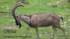  Presentation with neo classic villa almerico capra - PPT theme consisting of afghanistan - bezoar ibex capra aegagrus aegagrus background and a seafoam green colored foreground