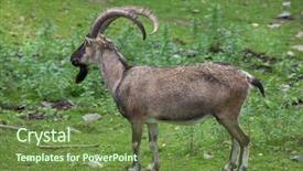  Presentation with wildlife - PPT theme having afghanistan - bezoar ibex capra aegagrus aegagrus background and a tawny brown colored foreground
