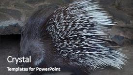  Presentation with afghanistan - Colorful presentation enhanced with afghanistan - indian crested porcupine hystrix indica backdrop and a dark gray colored foreground