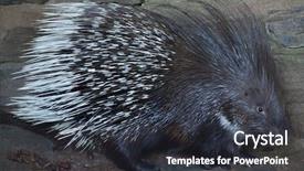  Presentation with afghanistan - Beautiful slide deck featuring afghanistan - indian crested porcupine hystrix indica backdrop and a dark gray colored foreground