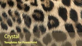  Presentation with persian the literature - Cool new PPT theme with afghanistan - persian leopard panthera pardus saxicolor backdrop and a tawny brown colored foreground