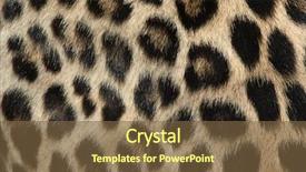  Presentation with persian - Colorful slides enhanced with afghanistan - persian leopard panthera pardus saxicolor backdrop and a tawny brown colored foreground