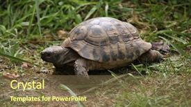  Presentation with tortoise - Cool new PPT layouts with afghanistan - russian tortoise agrionemys horsfieldii also backdrop and a tawny brown colored foreground