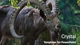  Presentation with afghanistan - PPT layouts having afghanistan - siberian ibex capra sibirica wildlife background and a wine colored foreground