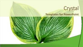  Presentation with green leaf - PPT theme with afib - green leaf on white background background and a  colored foreground