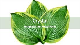  Presentation with white and green generic - Colorful slides enhanced with afib - green leaf on white background backdrop and a  colored foreground