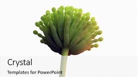  Presentation with aspergillus - PPT layouts featuring aflatoxin - 3d rendered medically accurate illustration background and a white colored foreground