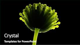  Presentation with aspergillus - Cool new slides with aflatoxin - 3d rendered medically accurate illustration backdrop and a black colored foreground