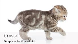  Presentation with kitten - Presentation design consisting of afraid kitten cat side view background and a white colored foreground