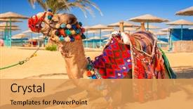  Presentation with camel - Presentation theme with africa - camel resting in shadow background and a yellow colored foreground